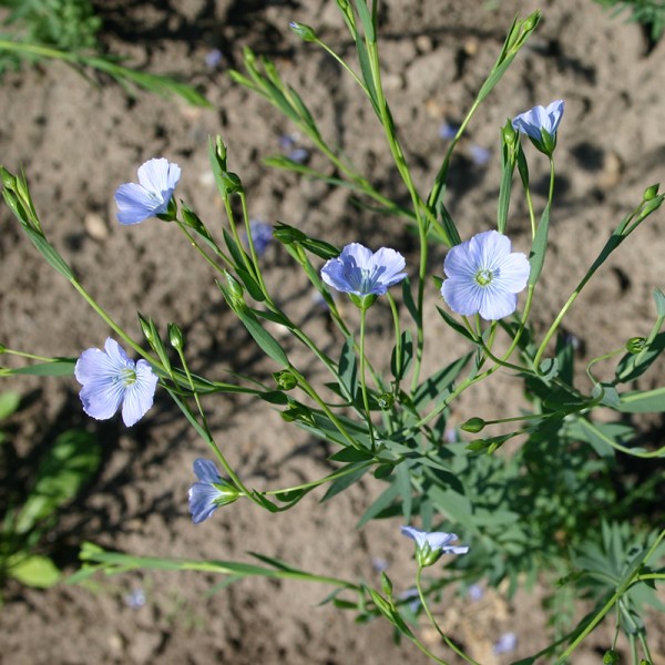 &#039;Linum usitatissimum&#039;, Blauer Lein-Angebot