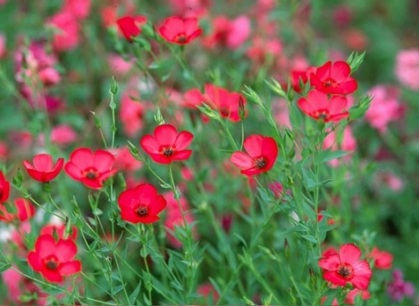 Roter Lein (Linum grandiflorum rubrum)