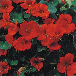 Kapuzinerkresse &quot;Empress of India&quot; (Tropaeolum majus)