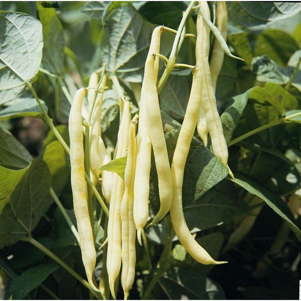 Corona d´Oro (Stangenbohne)