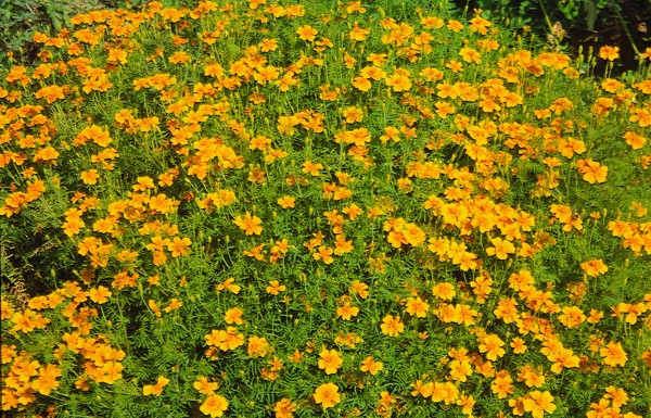 Speisetagetes &quot;Lemon Gem&quot; (Tagetes tenuifolia)