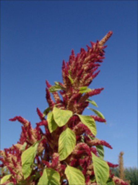 Alegria (Pop Amaranth)