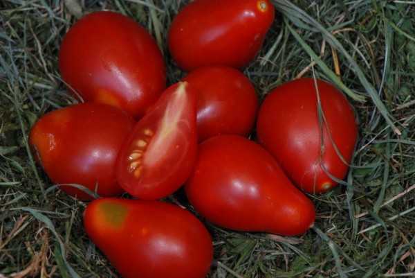 Poire Rouge (Rote Birne) Rote Kirschtomate