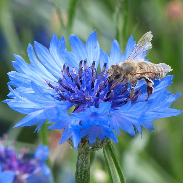 &#039;Centaurea cyanus&#039;, Echte Kornblume