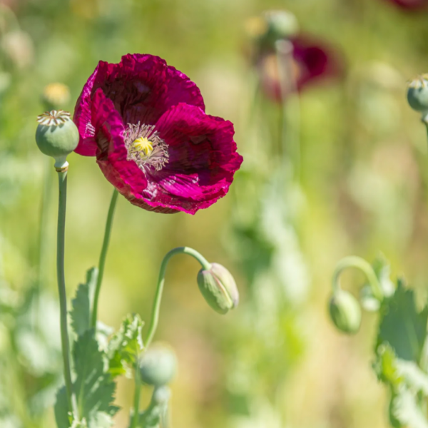 Mohn Laureen´s Grape