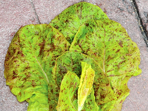 Speckled, Pflück-/Schnittsalat