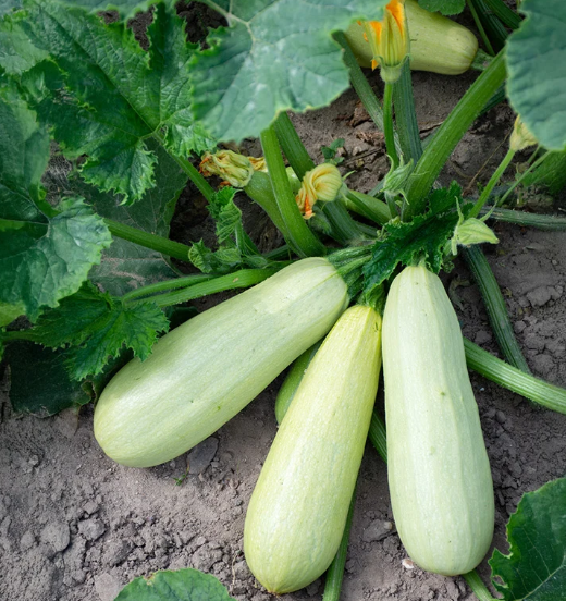 Zucchini Mezzo Lungo Bianco