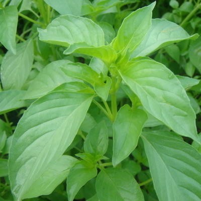 Tulsi Kali (Ocimum canum)