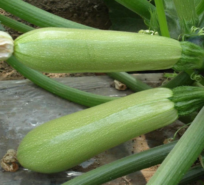 Izobilna, Zucchini weiße Zucchini