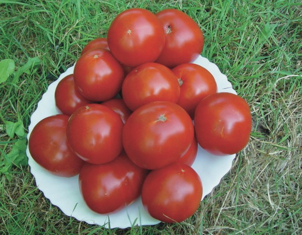 Zaryanka Tomate