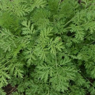 Artemisia annua Pulver 25 g