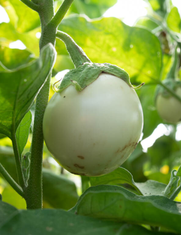 Aubergine "Bianca Oval"