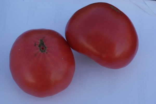 Ungarisches Ochsenherz (Fleischtomate)