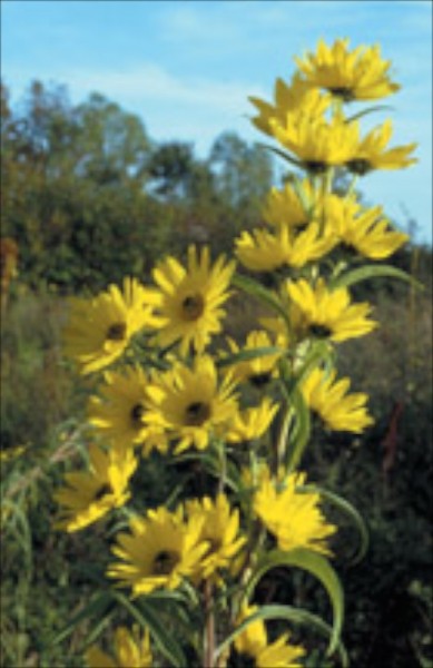 Sonnenblume Maximilan (Helianthus maximiliani)