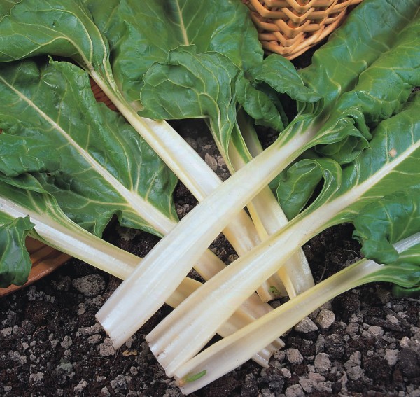 Swiss Chard, Mangold