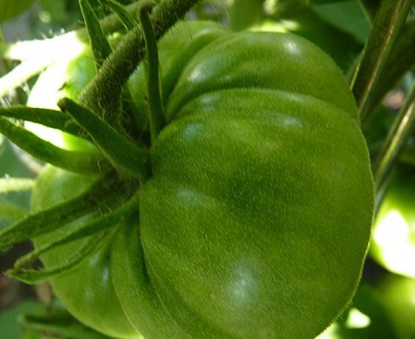 Green Velvet (Fleischtomate)