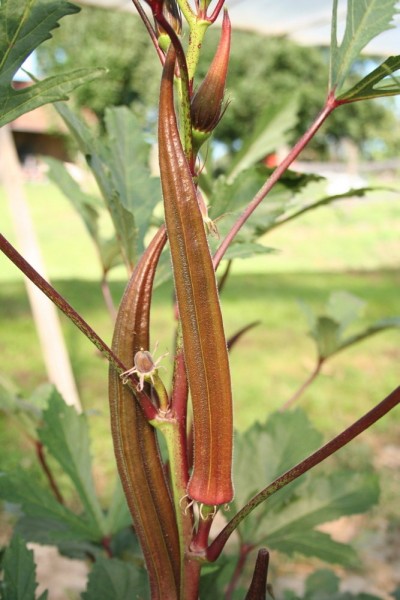 Okra Red Burgundy