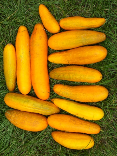 Super Azia Dickfleischige gelbe Senfgurke