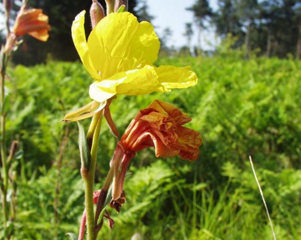 Nachtkerze (Oenothera biennis)