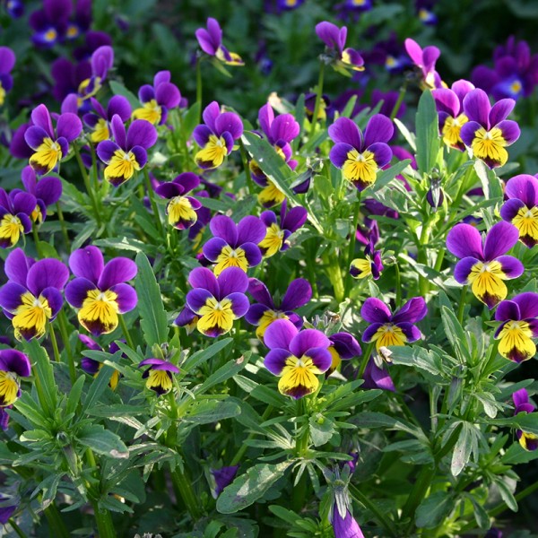 Viola tricolor 'Buntes Hornveilchen'
