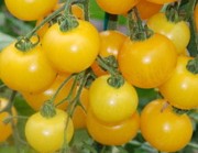 Yellow Current, Johannisbeertomate