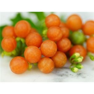 Otricoli Orangenbeere (Solanum Nigrum)
