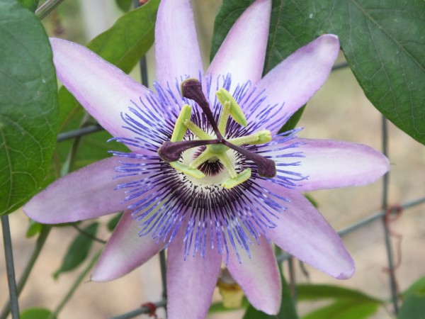 Maulbeerblättrige Passionsblume