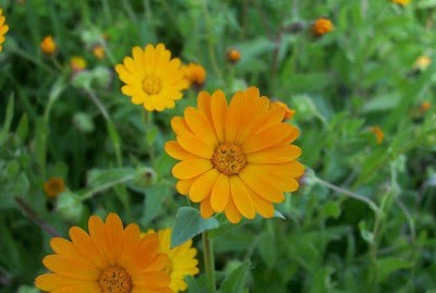 Ackerringelblume (Calendula arvensis)