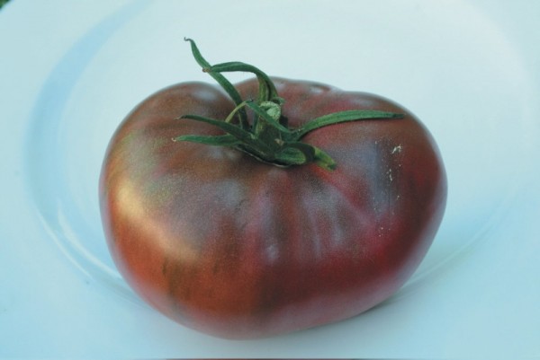 Noire Charbonneuse, Fleischtomate, robust-reduziert