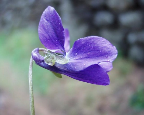 Duftveilchen, echtes (Viola odorata)