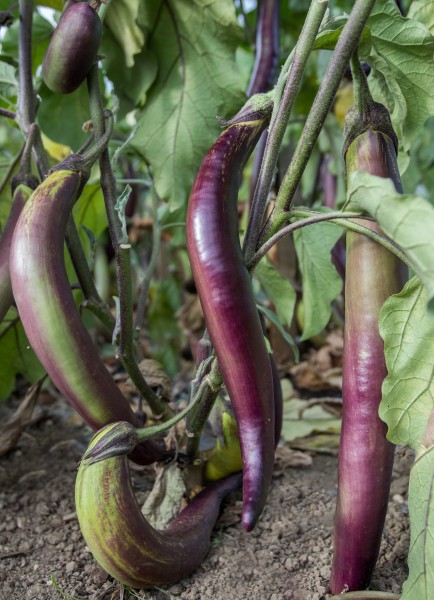 Waimanalo long, Aubergine