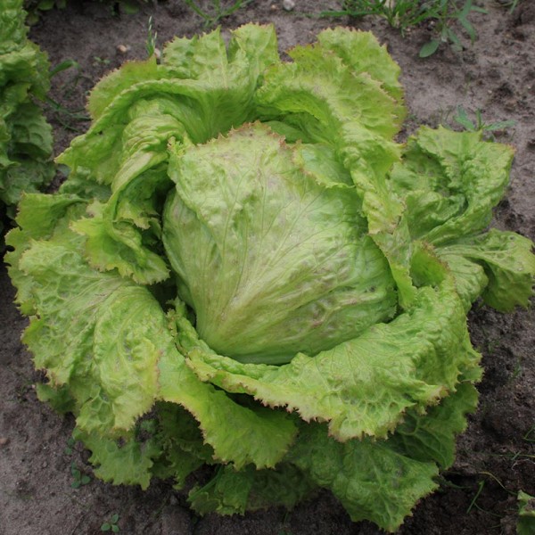 Eissalat Grazer Krauthäuptel