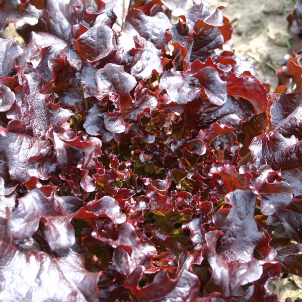 Eichblattsalat Red Salad Bowl