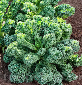 Halbhoher Grüner Krauser, Grünkohl