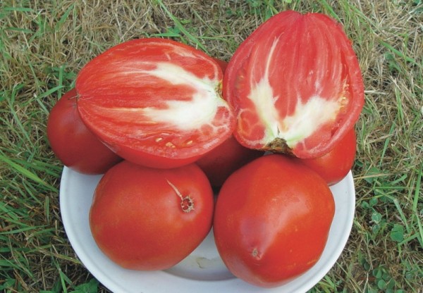 Reif Red (Fleischtomate, Ochsenherz)