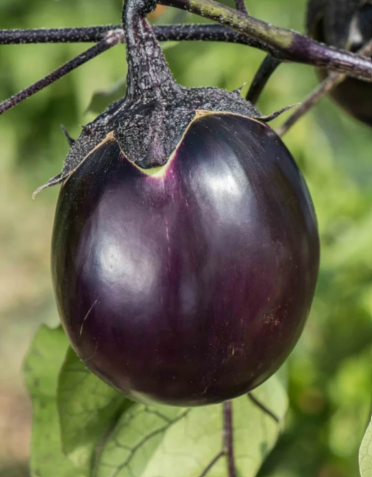 Aubergine "Ronde de Valence"
