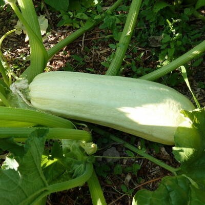 Zucchini Bou Tozzina