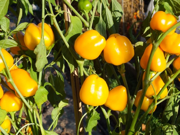 &#039;Yellow Miniature&#039; Gemüsepaprika