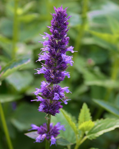 Anis-Ysop (Agastache anethiodora)