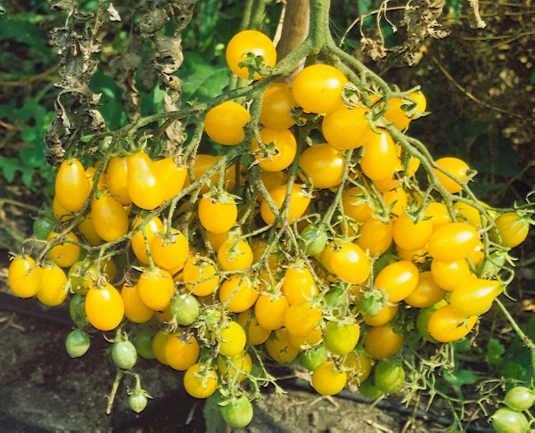 Gelbe Dattelwein Cocktailtomate