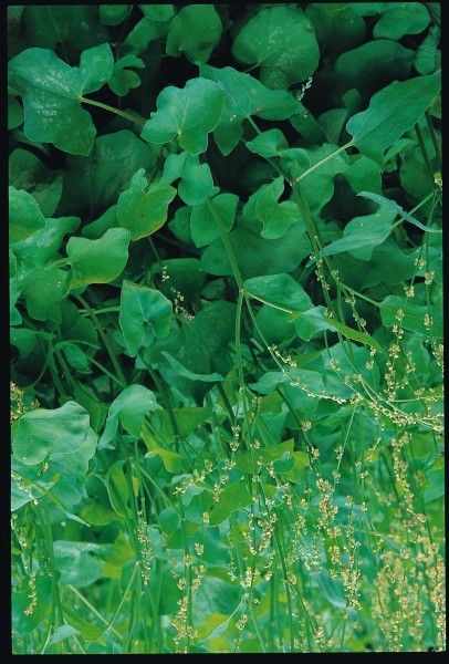 Sauerampfer, französischer (Rumex acetosus)