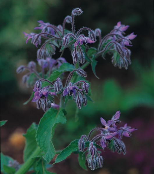 Borretsch (Borago officinalis)