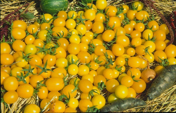 7-er Set Frühe Tomaten für Freilandlkultur