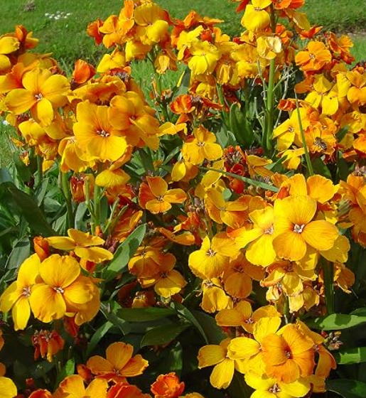 Echter Goldlack Erysimum cheirii