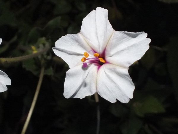 Wunderblume &quot;Angel Trumpets&quot;