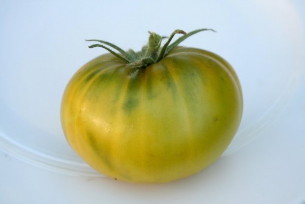 Tasty Evergreen Fleischtomate-reduziert