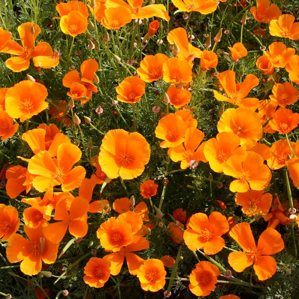 &#039;Eschscholzia californica&#039;, Kalifornischer Mohn, Oranges Schlafmützchen