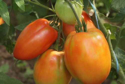 Spitze (Eiertomate)-15 Korn