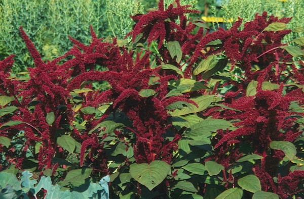 Sangre de Castilla/Chihuahua (Spinat-Amaranth)