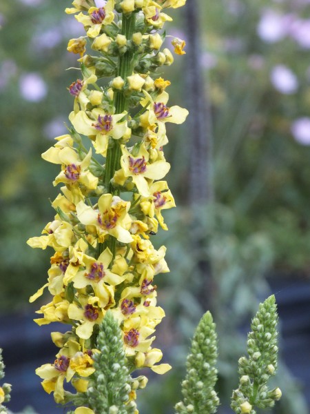 Eigentliche Österreich Königskerze Verbascum chaixii